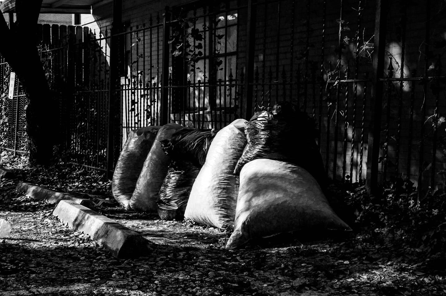 Yard waste bags lined up by a concrete curb.